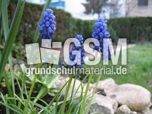 Perlhyazinthe 001.jpg